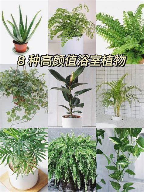 適合放廁所的植物|精選8種浴室裡想植物，讓衛浴空間更清新迷人 